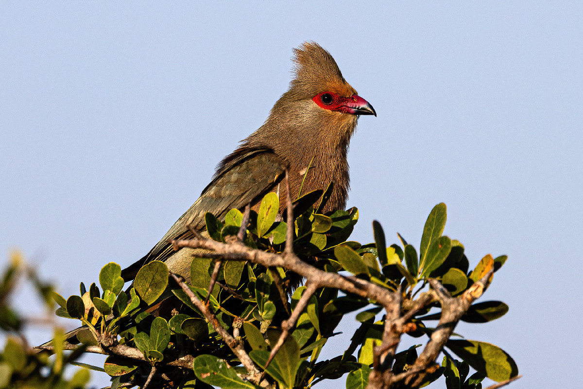 Red-faced Mousebird