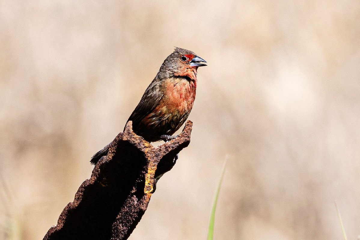African Firefinch