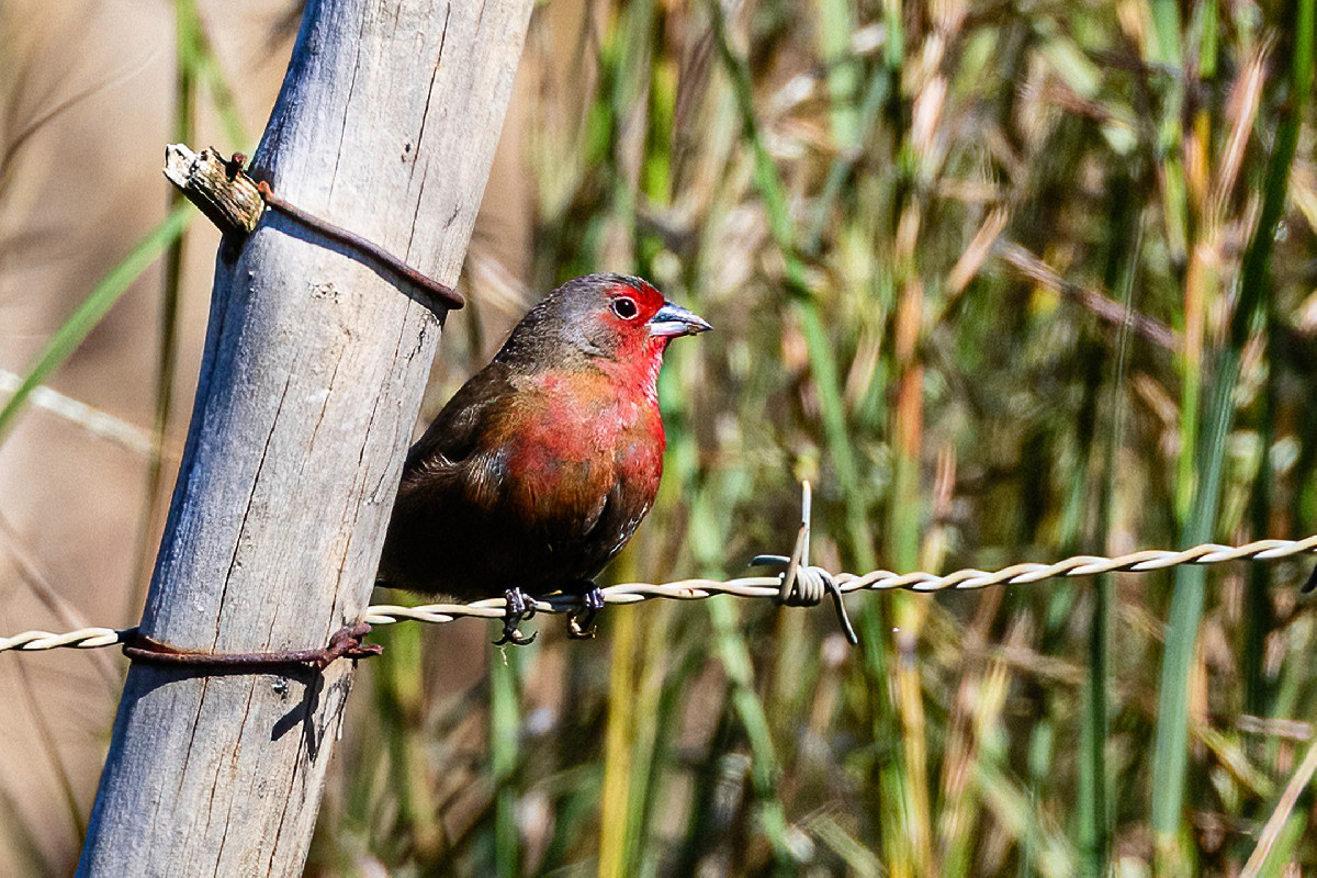 African Firefinch