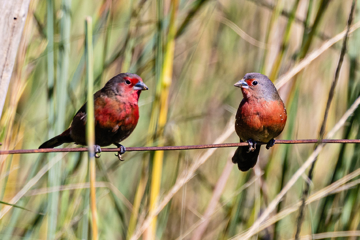 African Firefinch