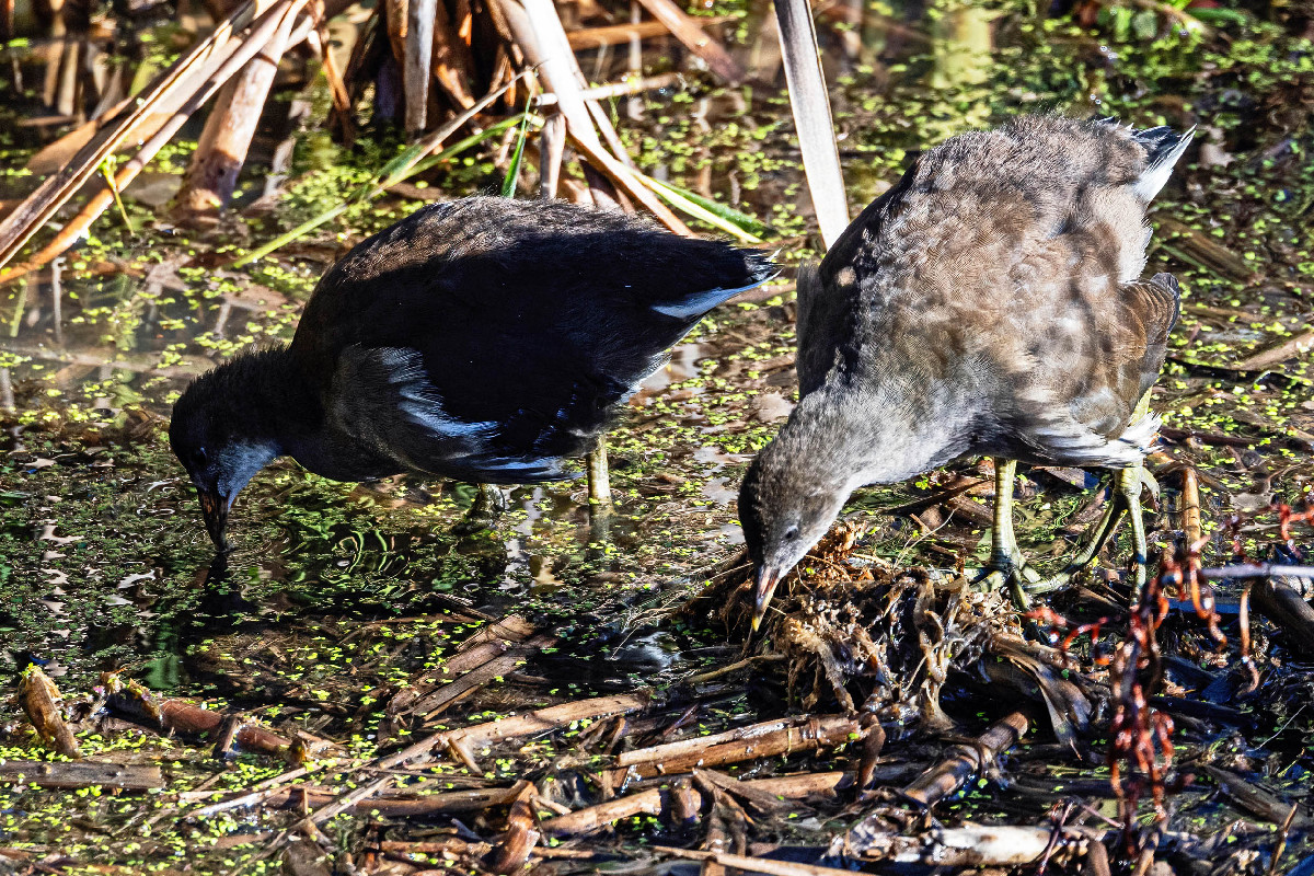 Common Moorhen
