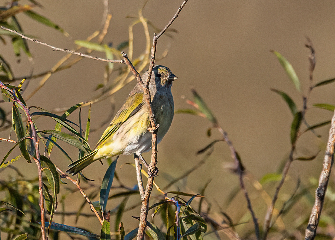 Cape Canary