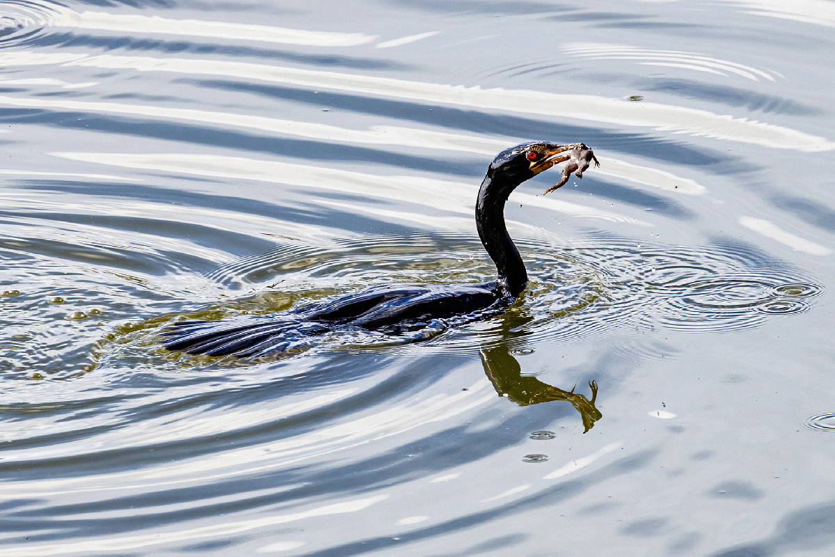 Reed Cormorant