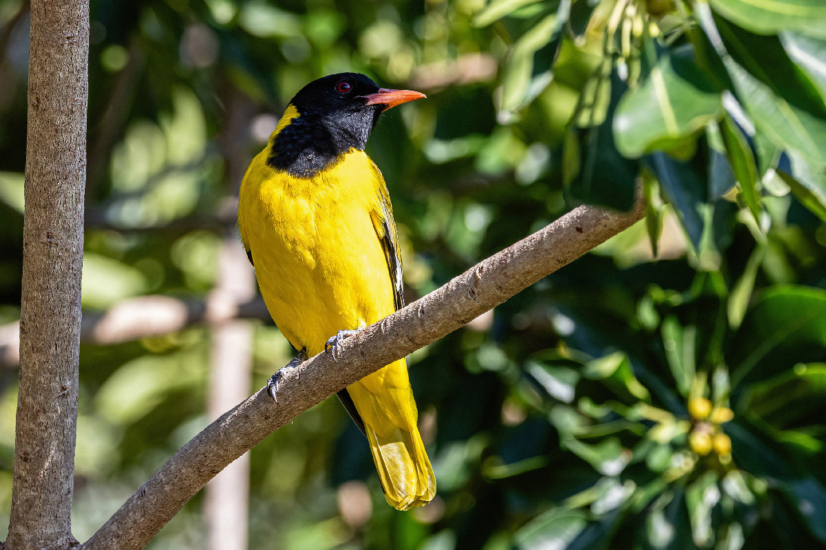 Black-headed Oriole