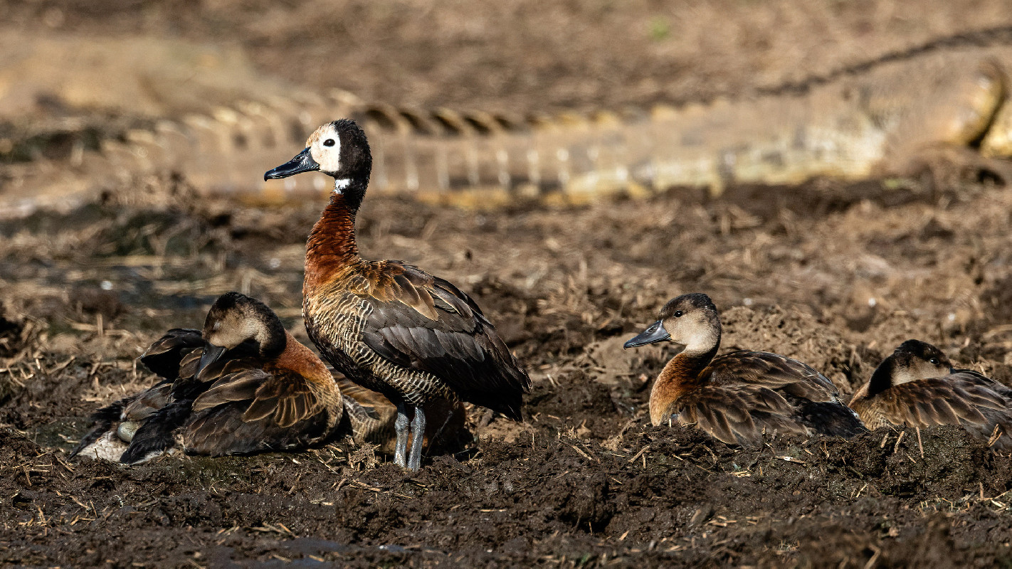 White-faced Whistling Duck
