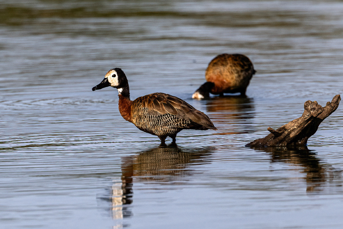 White-faced Whistling Duck