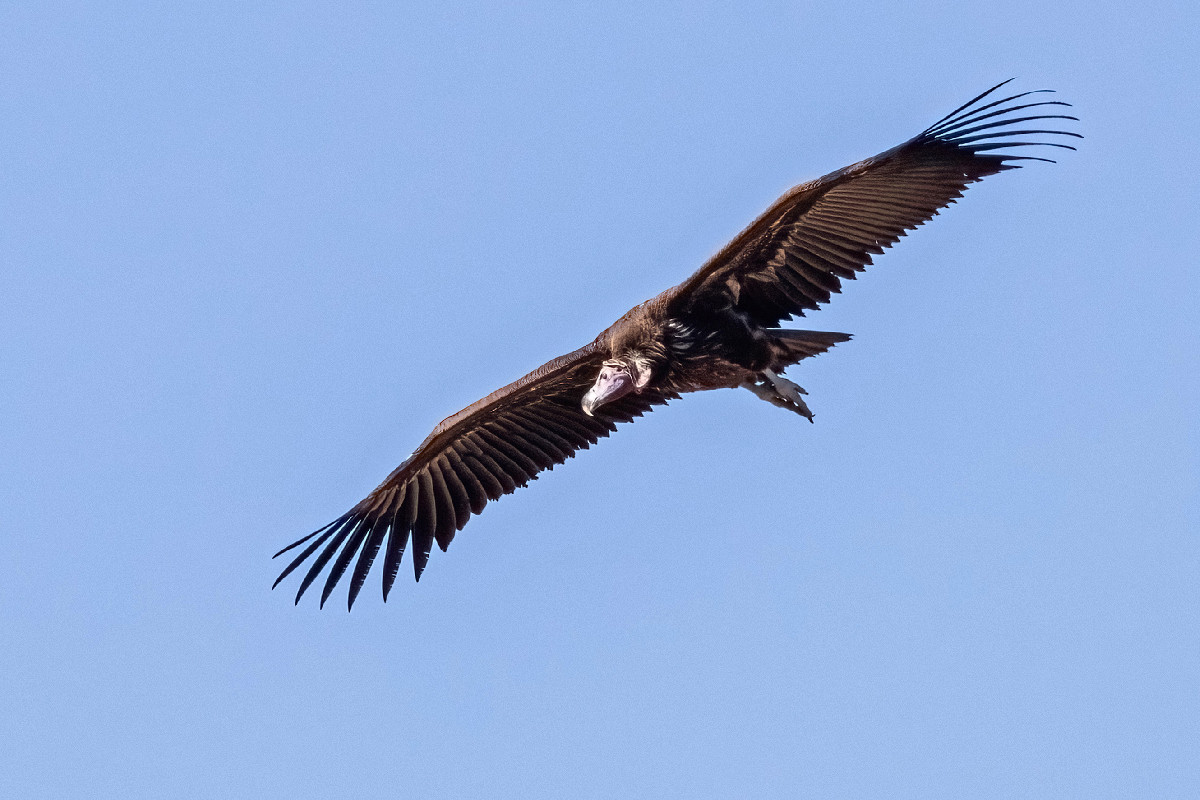 Lappet-faced Vulture