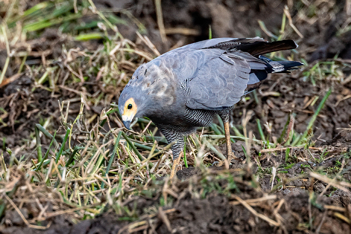 African Harrier-Hawk - in transition plumage