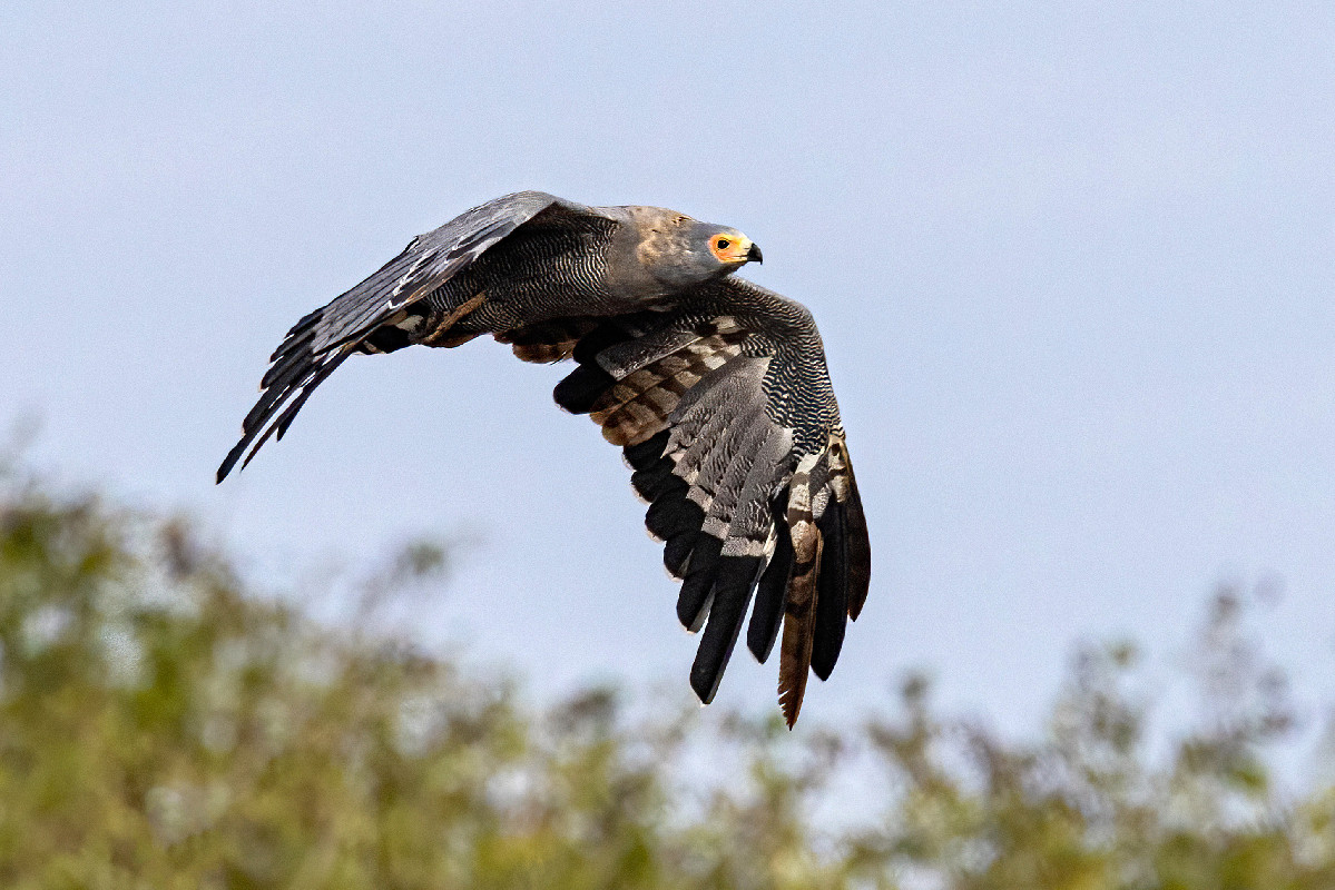 African Harrier-Hawk - in transition plumage