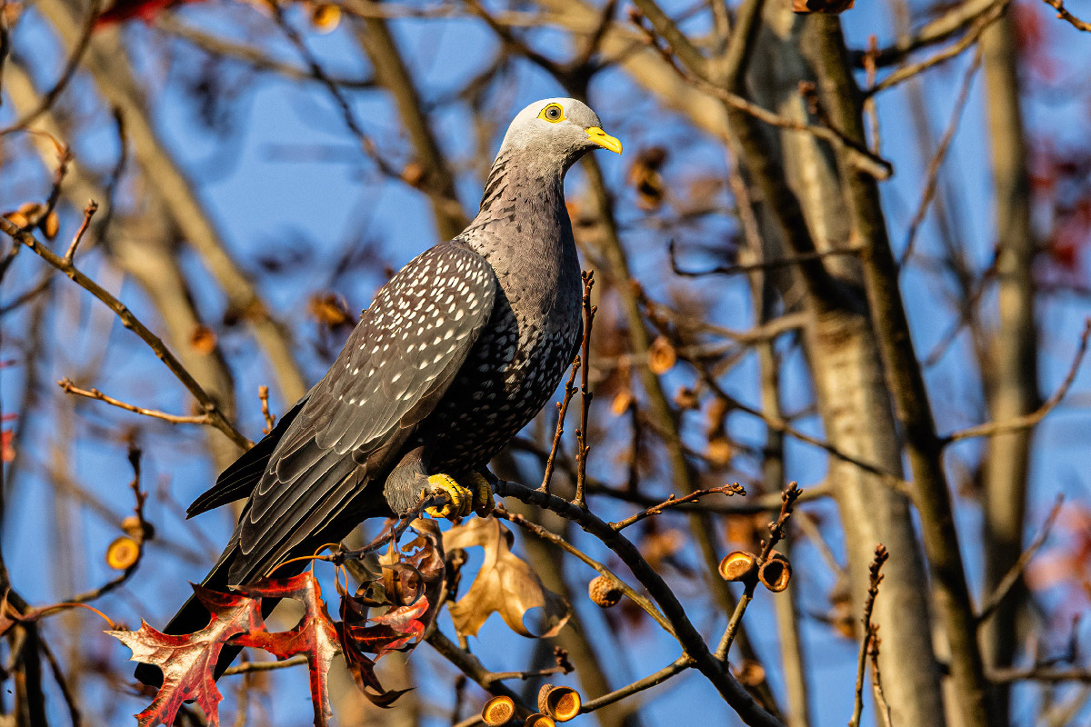 African Olive Pigeon
