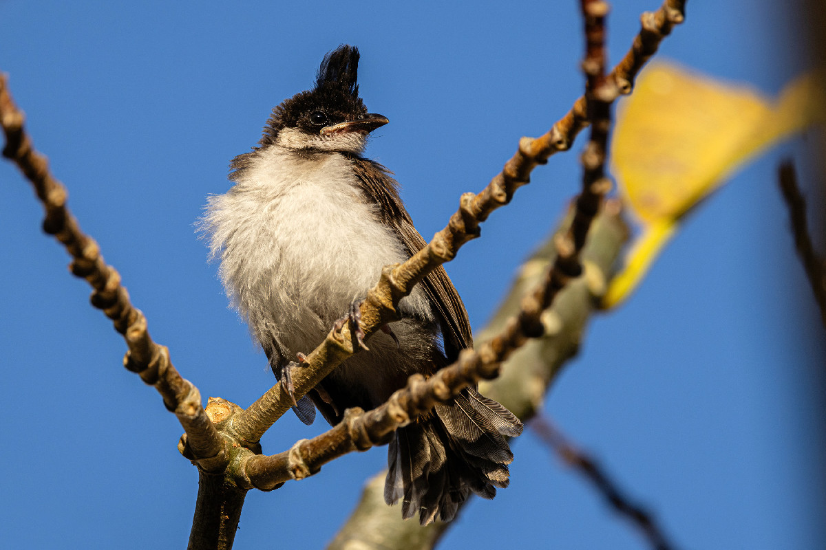 Red-whiskered Bulbul