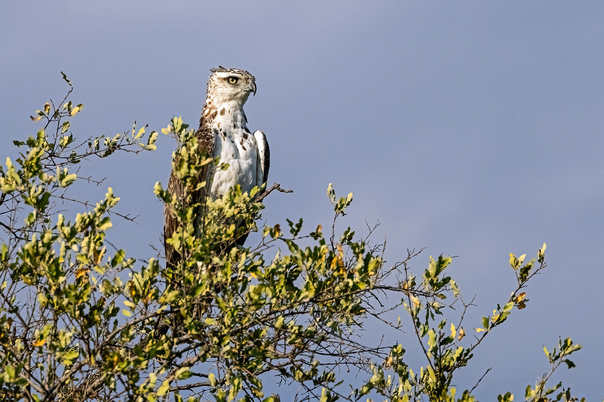Martial Eagle