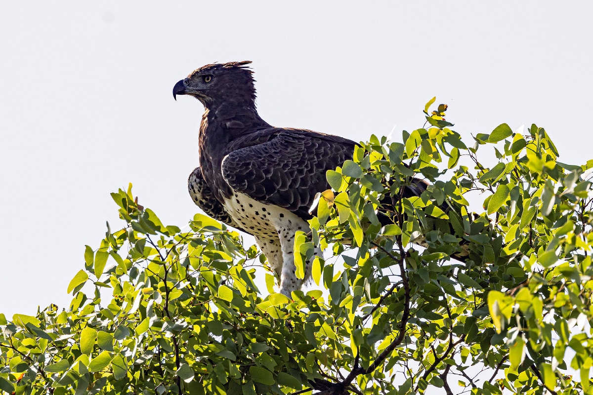 Martial Eagle