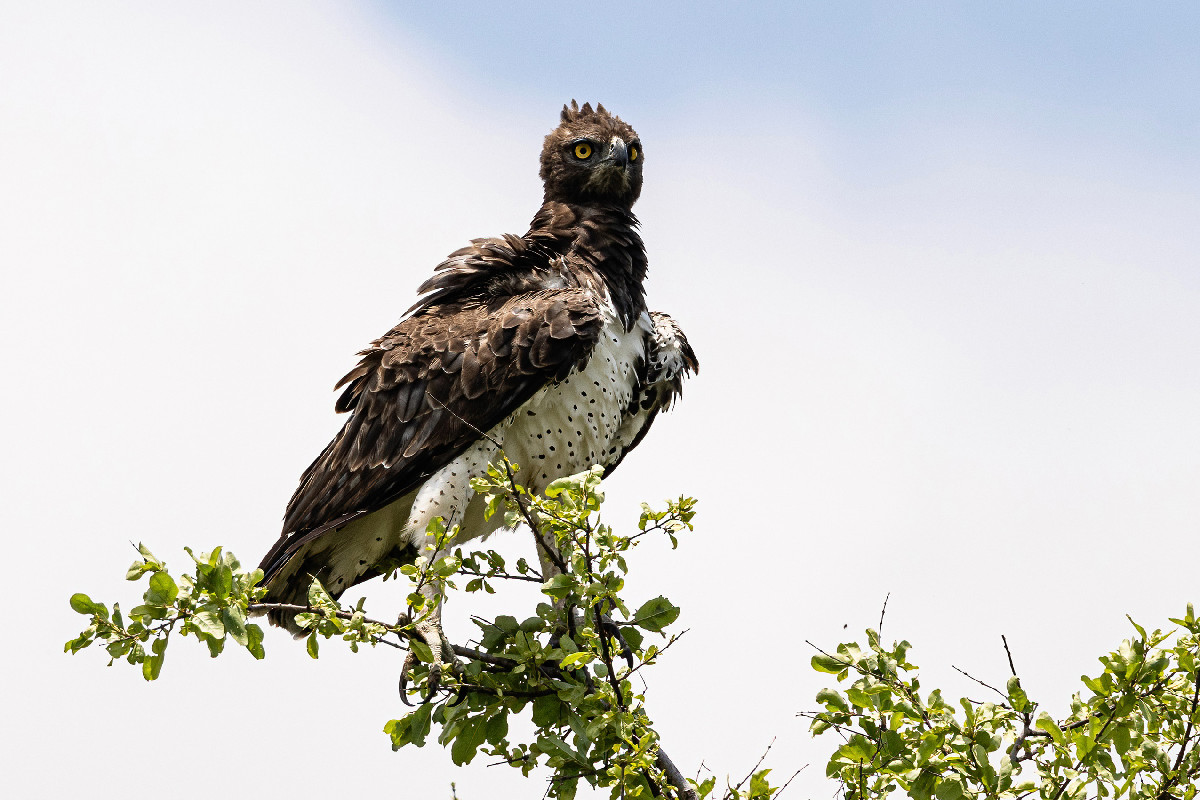 Martial Eagle