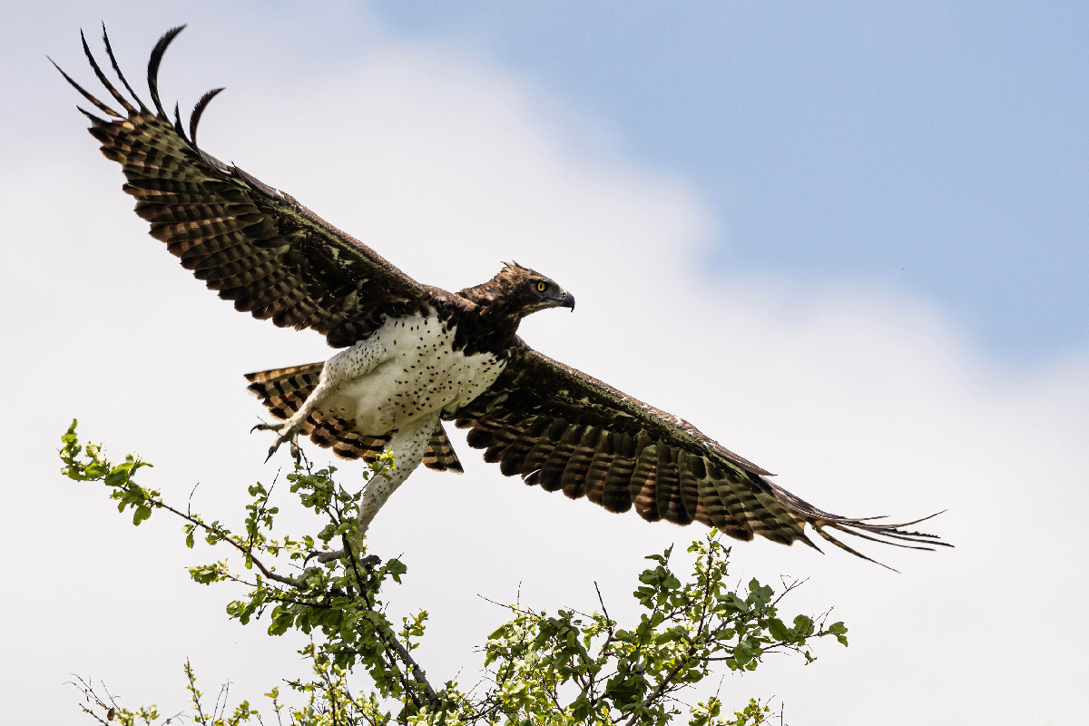 Martial Eagle