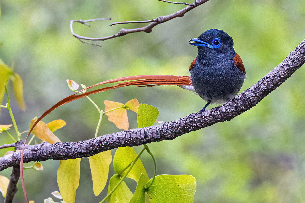 African Paradise Flycatcher
