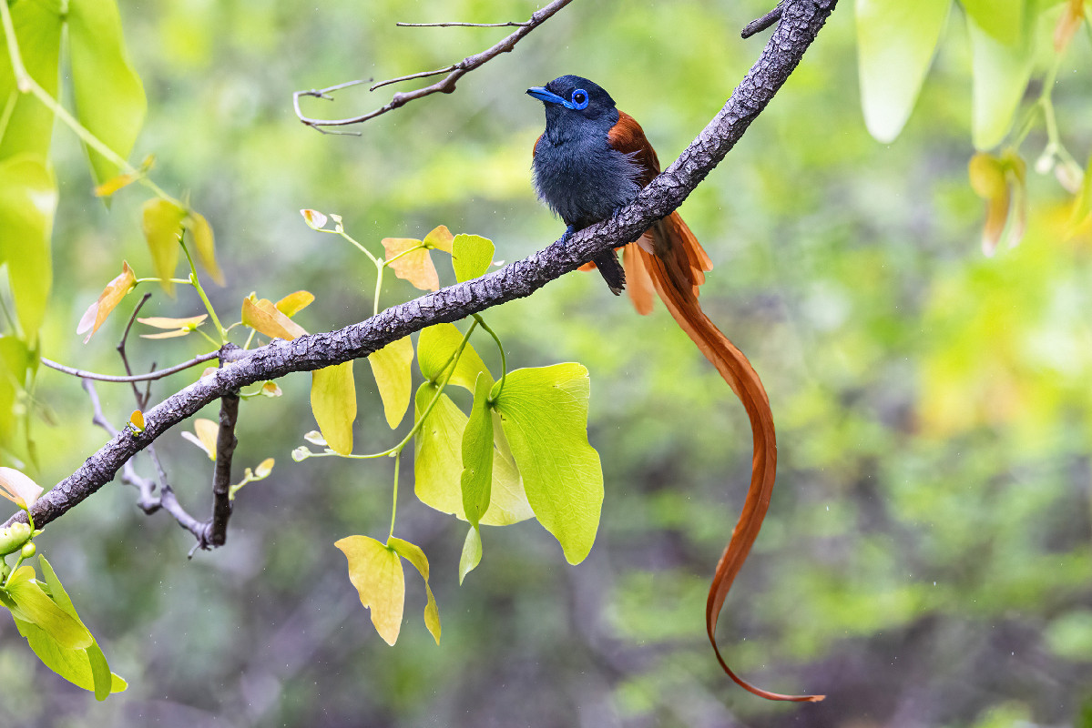 African Paradise Flycatcher