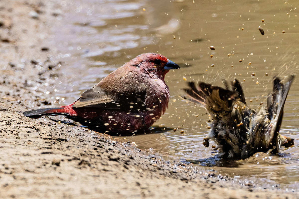 Jameson's Firefinch