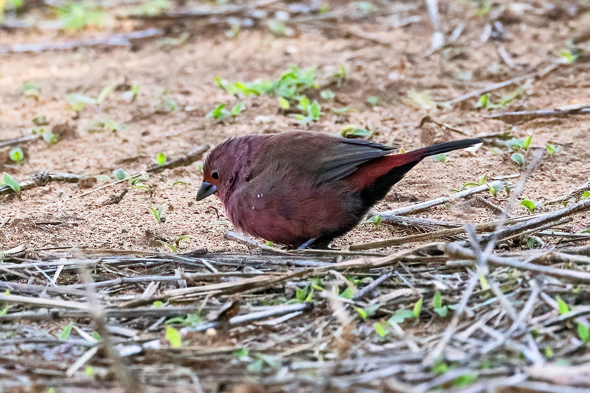 Jameson's Firefinch