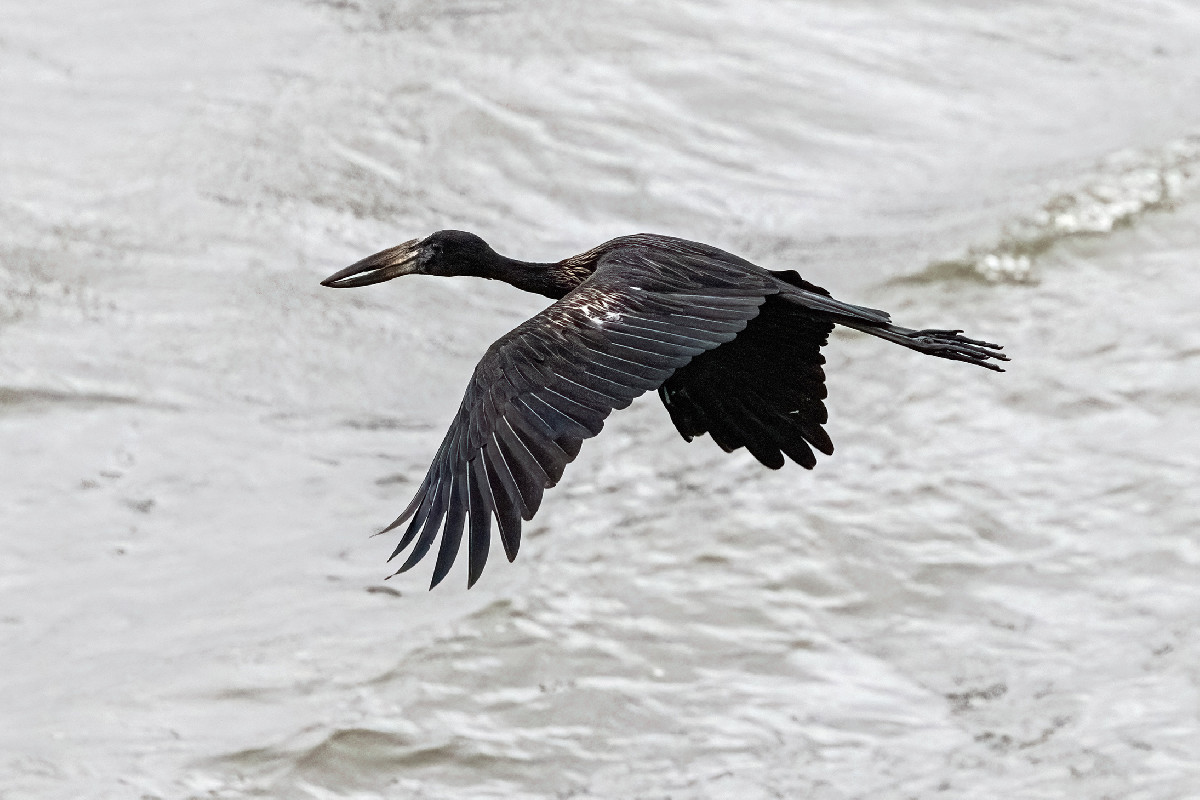 African Openbill