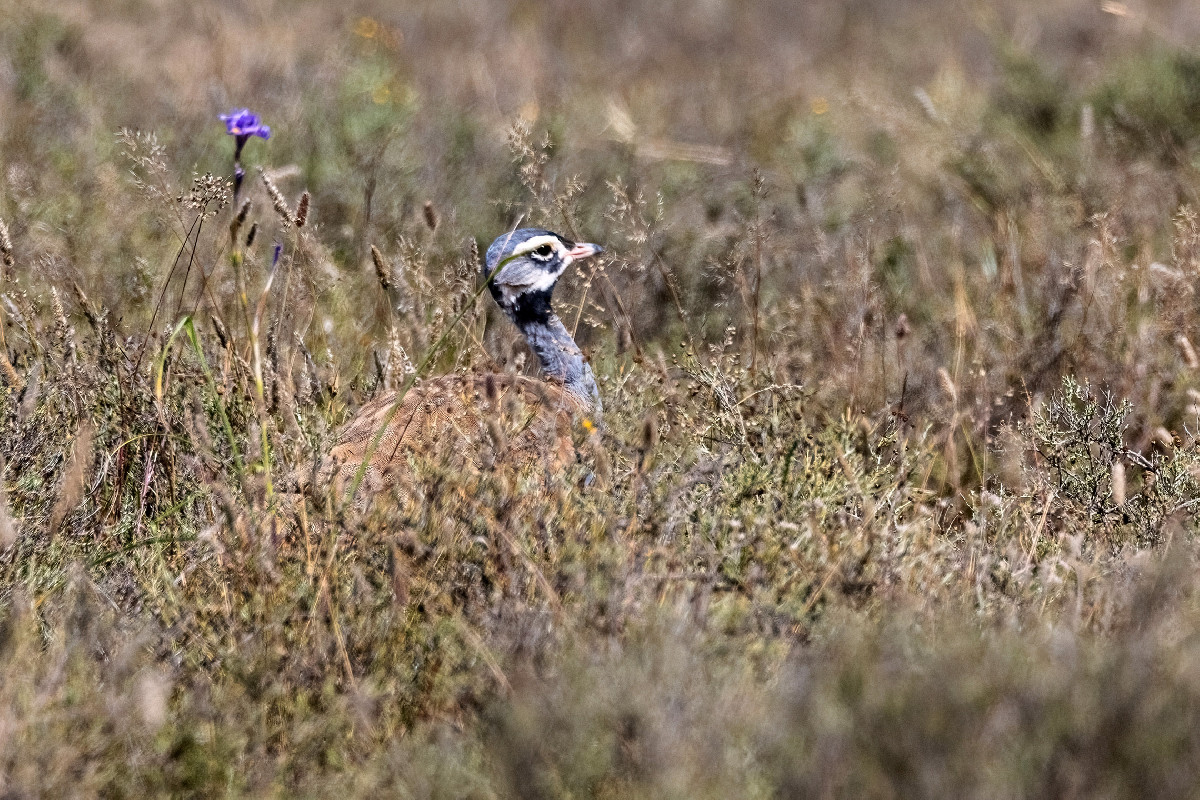 Blue Korhaan
