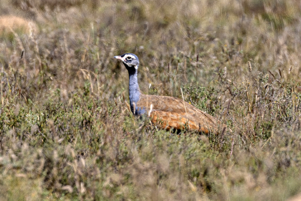 Blue Korhaan