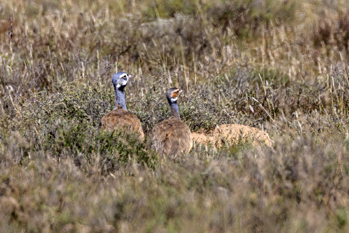 Blue Korhaan