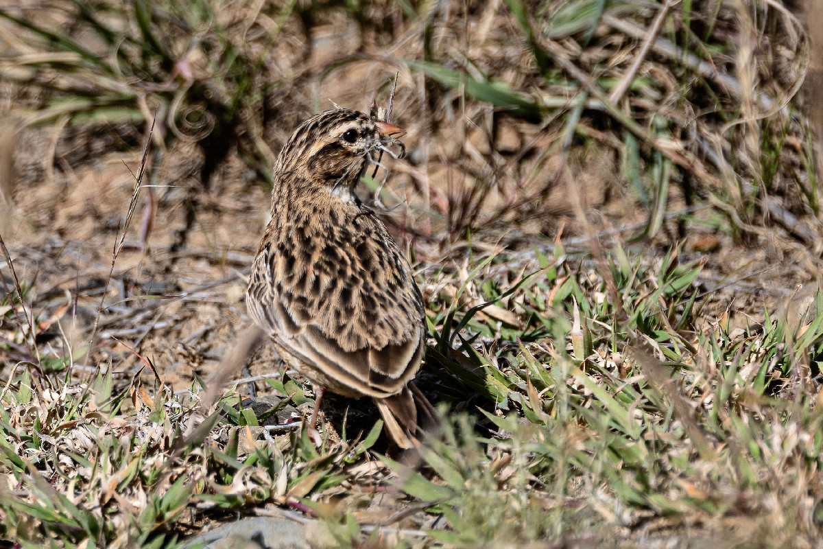 Pink-billed Lark