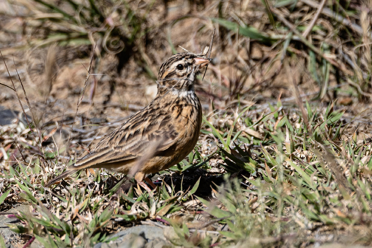 Pink-billed Lark