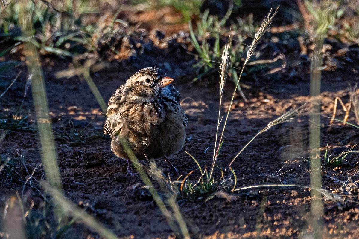 Pink-billed Lark