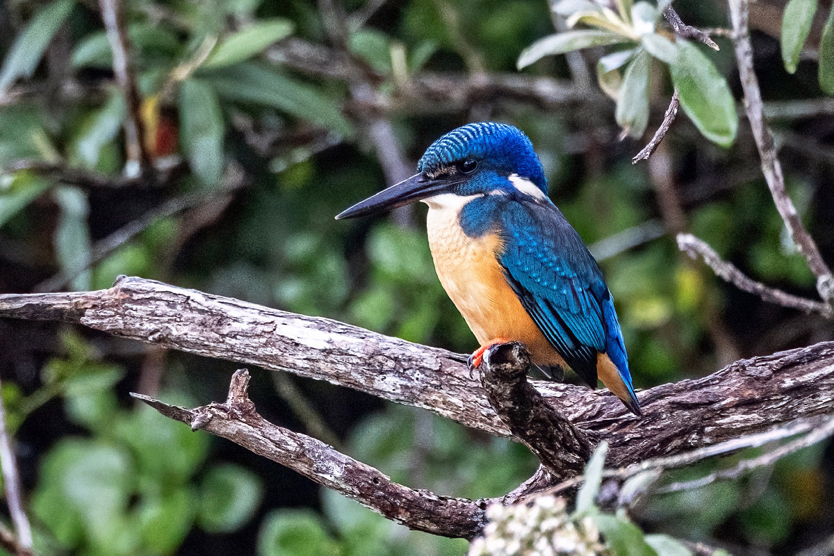 Half-collared Kingfisher
