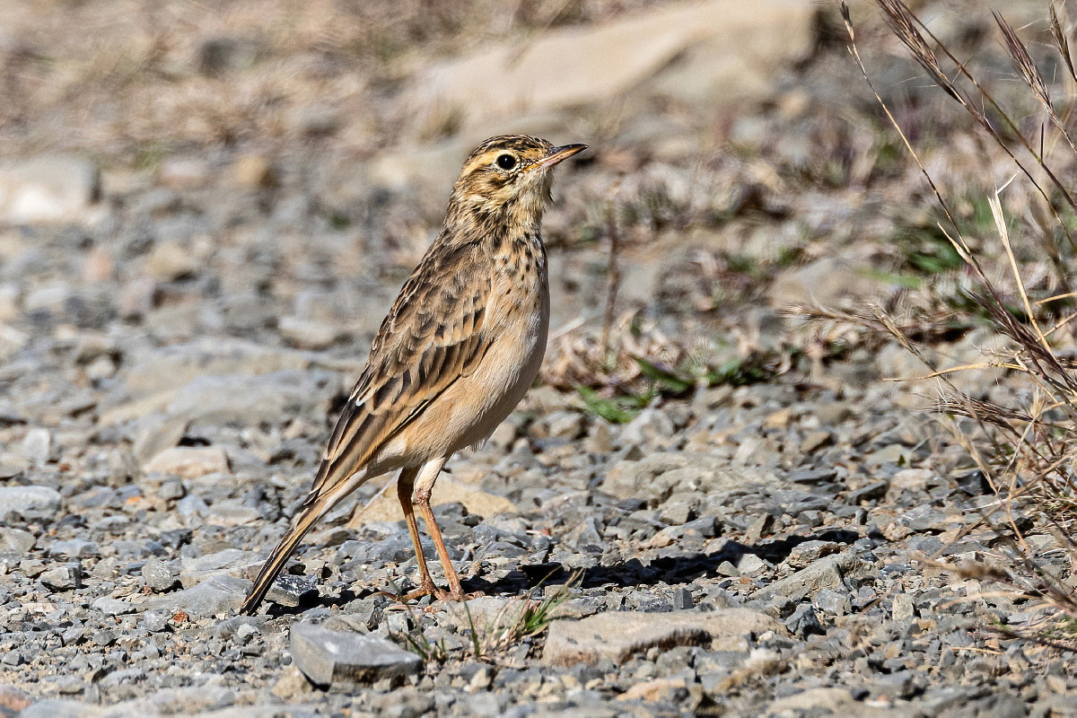 Nicholson's Pipit