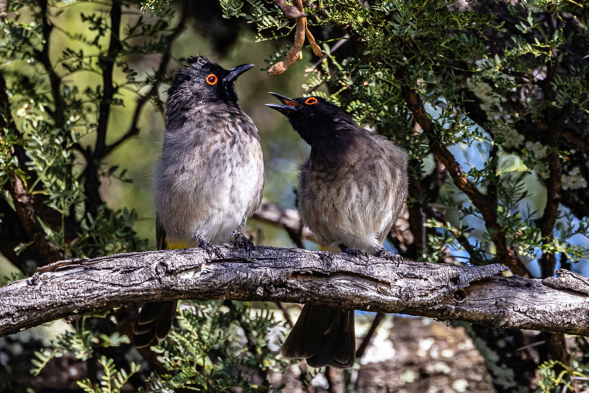 African Red-eyed Bulbul