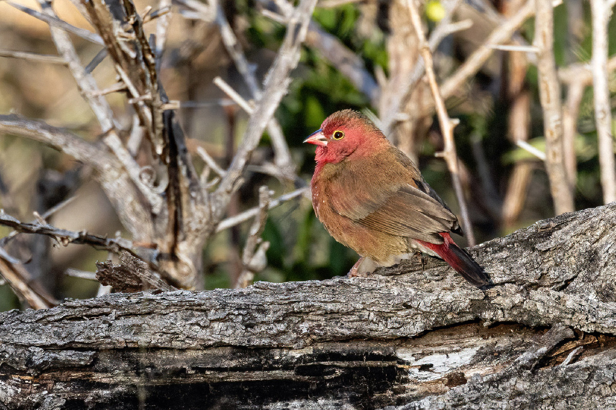 Red-billed Firefinch