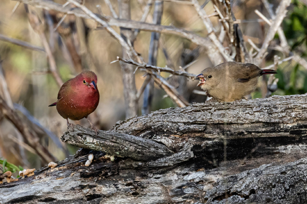 Red-billed Firefinch