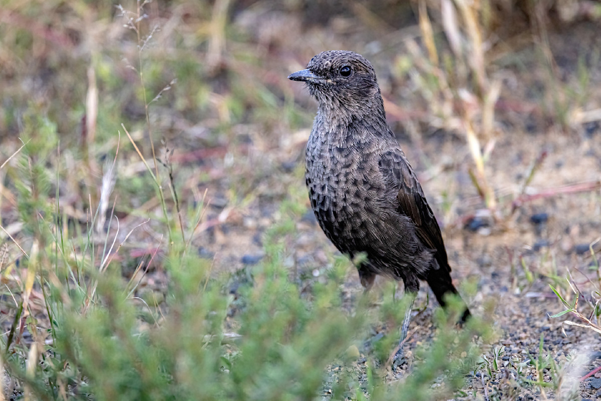 Ant-eating Chat