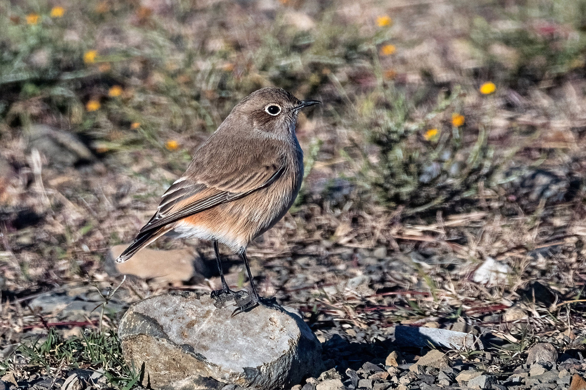 Sickle-winged Chat