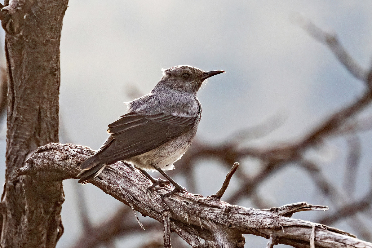 Mountain Chat