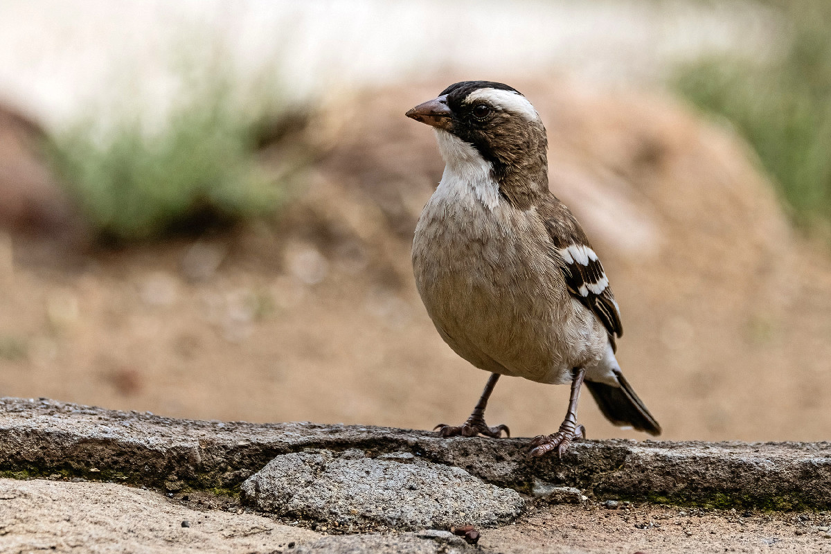 White-browed Sparrow-Weaver