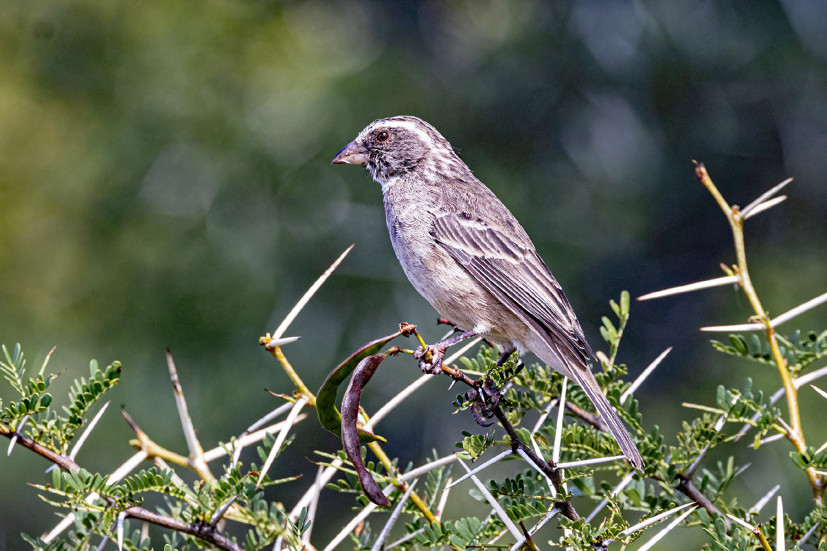 Streaky-headed Seedeater