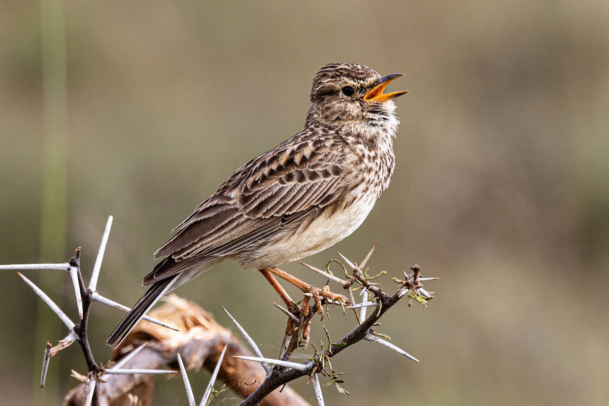 Large-billed Lark