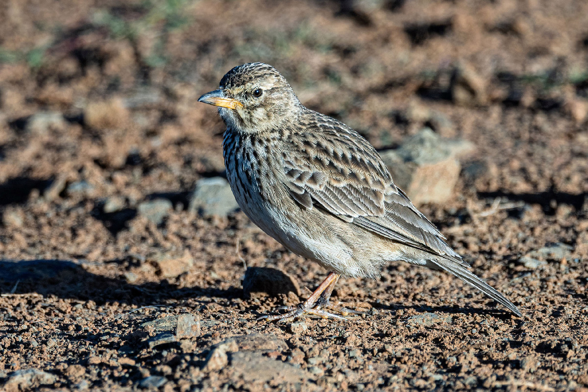 Large-billed Lark