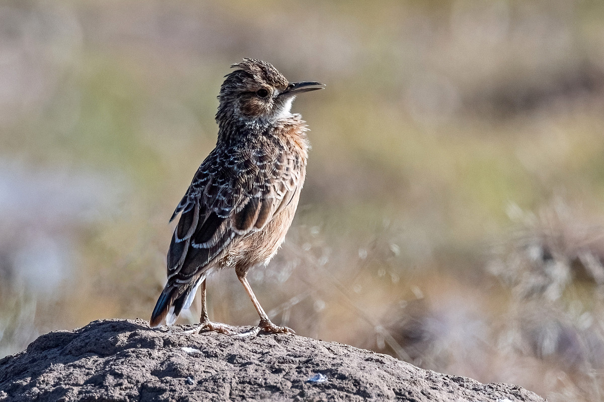 Spike-heeled Lark