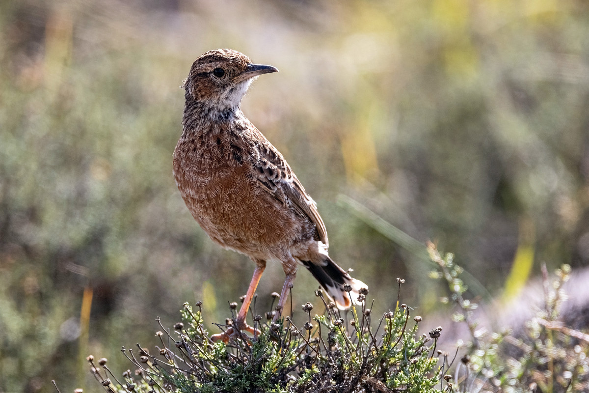 Spike-heeled Lark