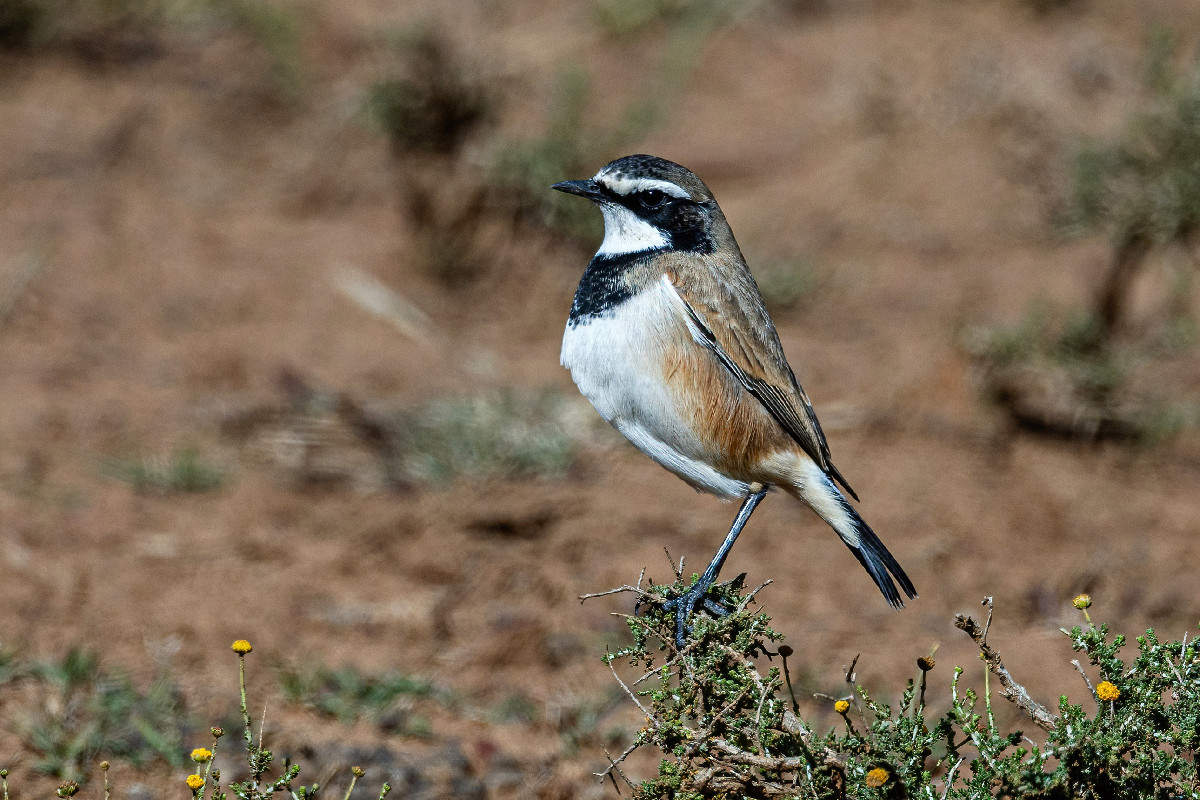 Capped Wheatear