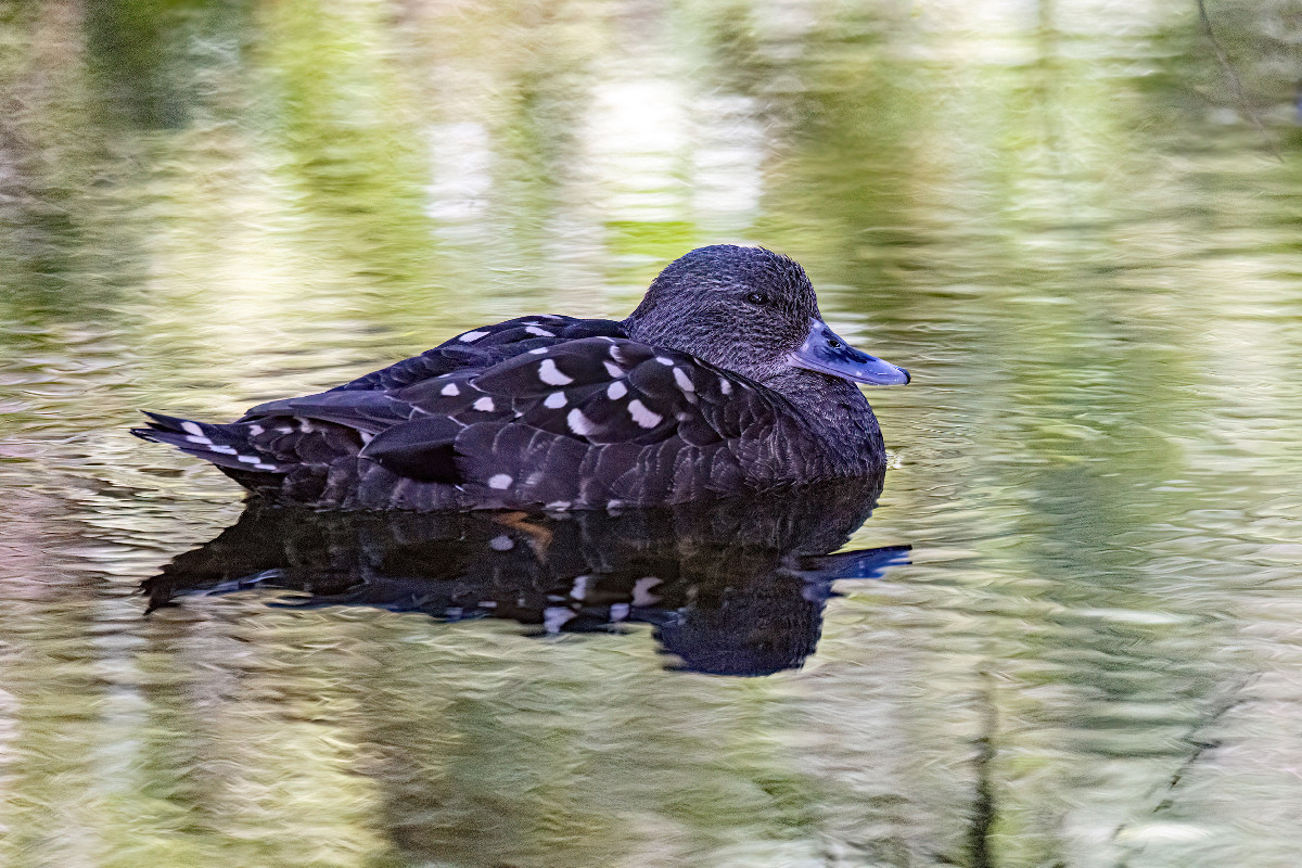 African Black Duck