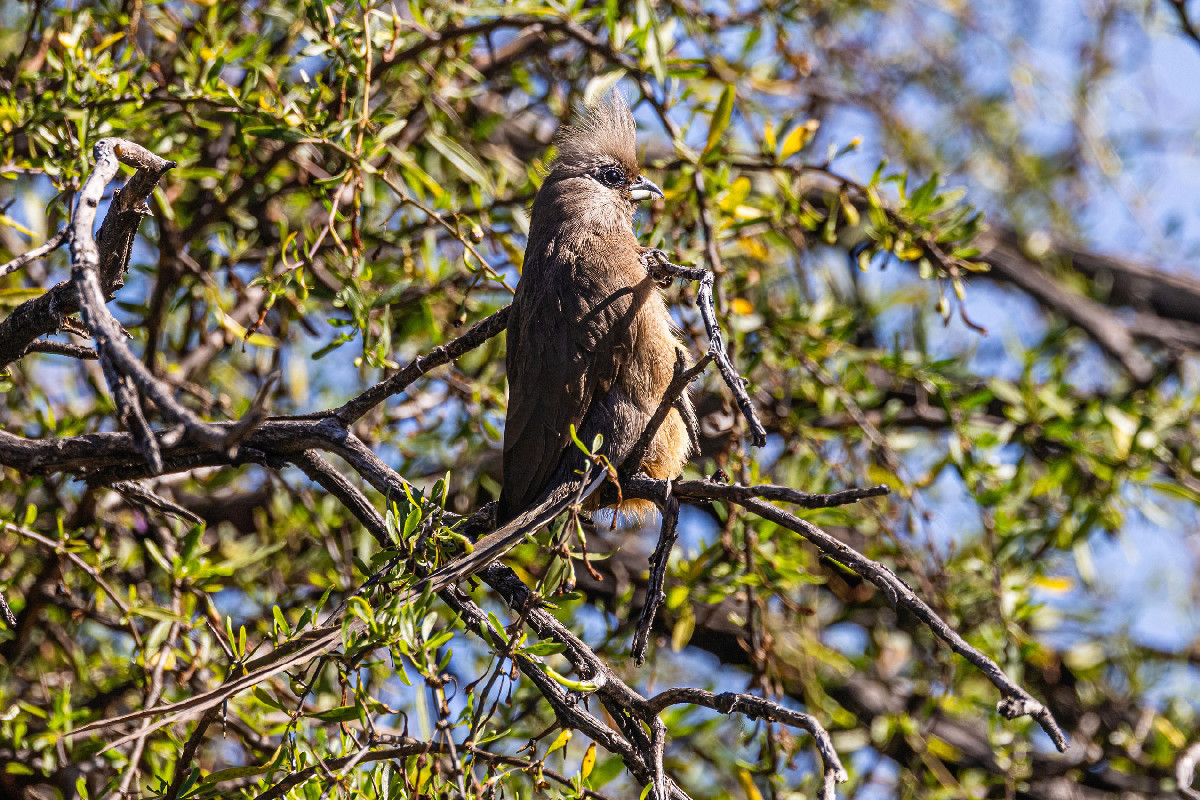 Speckled Mousebird