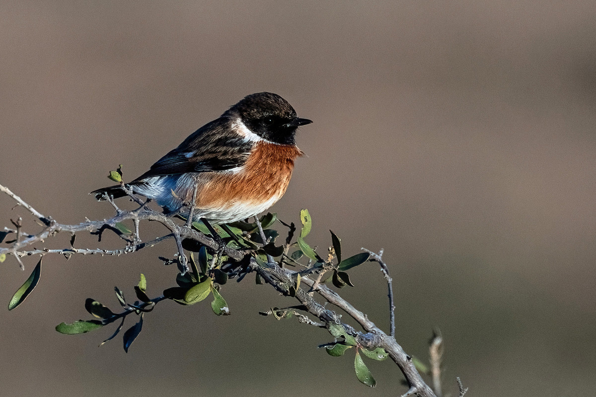 African Stonechat
