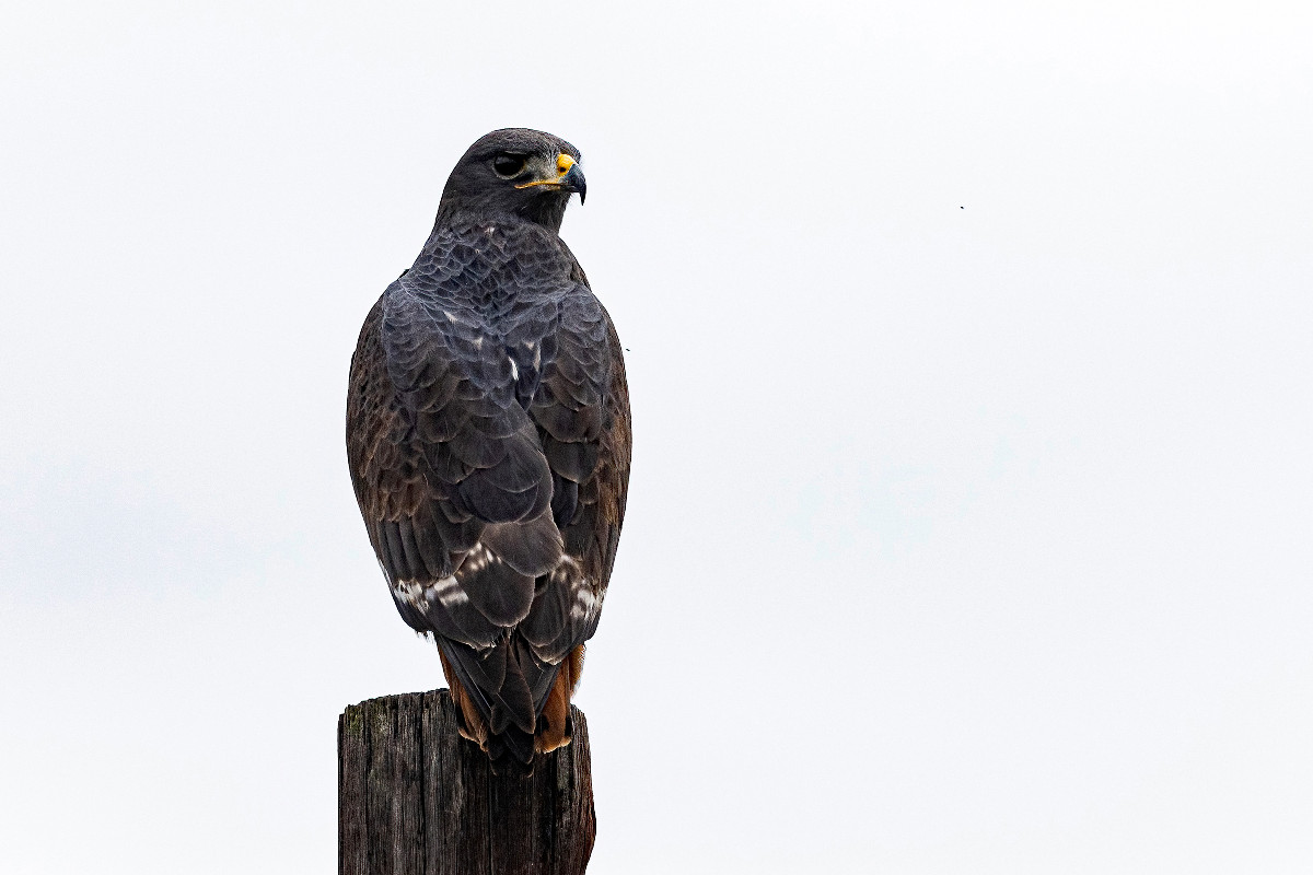Jackal Buzzard