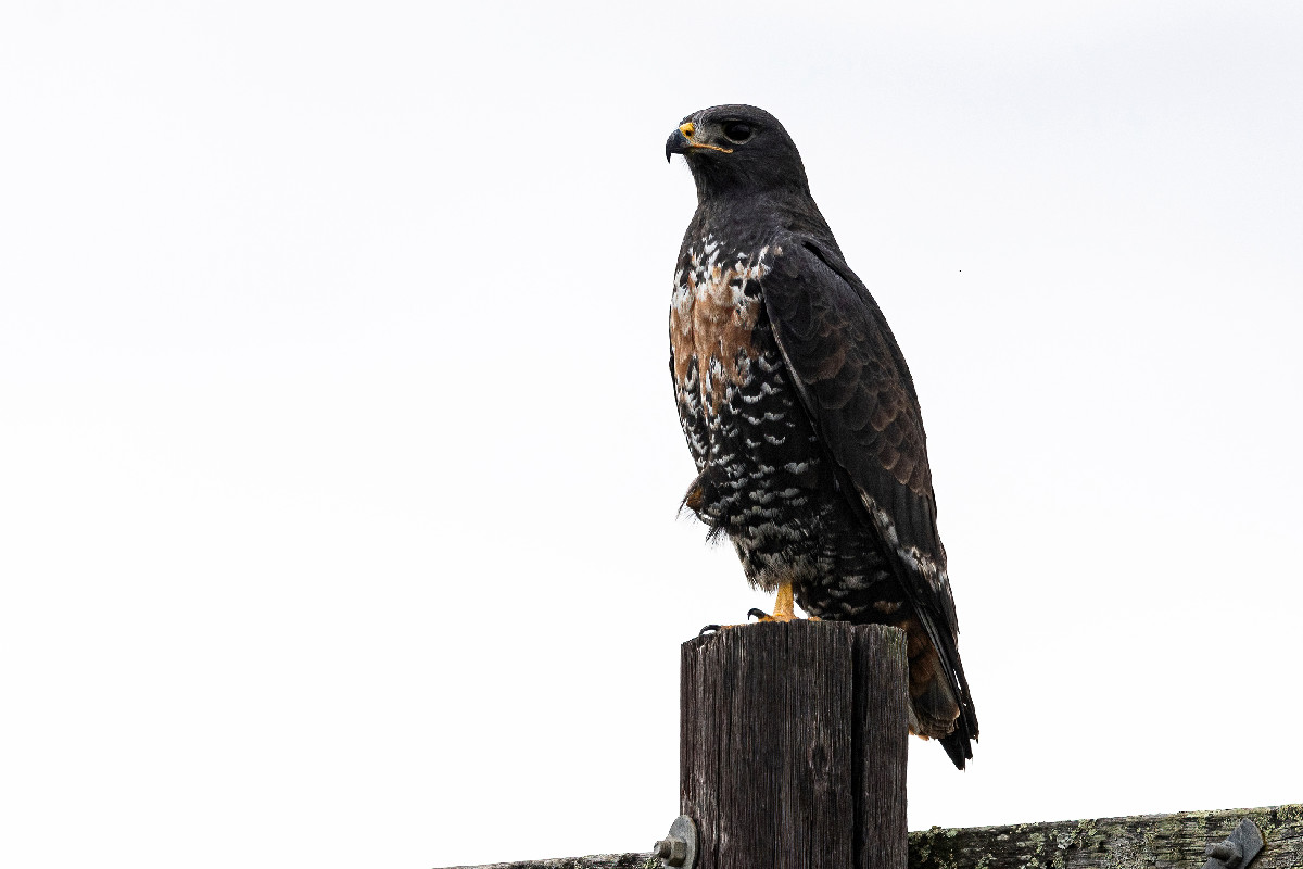 Jackal Buzzard
